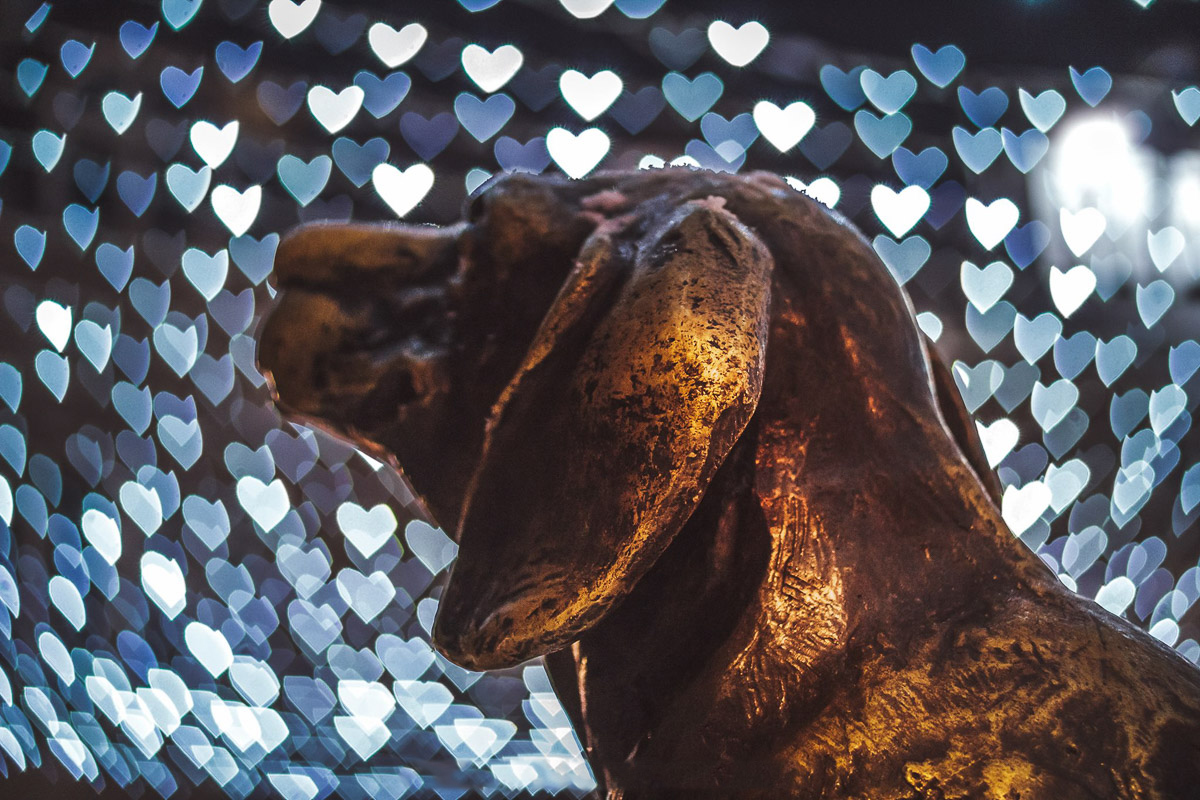 Niš u srcima, Čapa